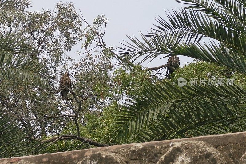 两只印度斑鹰(Clanga hastata)栖息在树上，亚洲猛禽照片，阿格拉，北方邦，印度北部